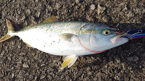 ワカシの釣果