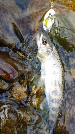 アマゴの釣果