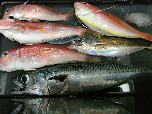 アマダイの釣果