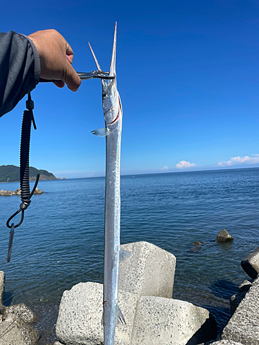 ダツの釣果