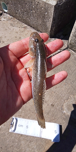 ハゼの釣果