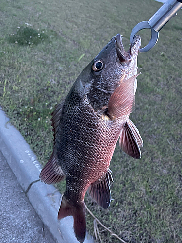 ゴマフエダイの釣果