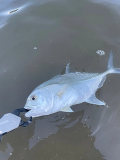 メッキの釣果