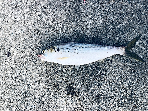 コノシロの釣果