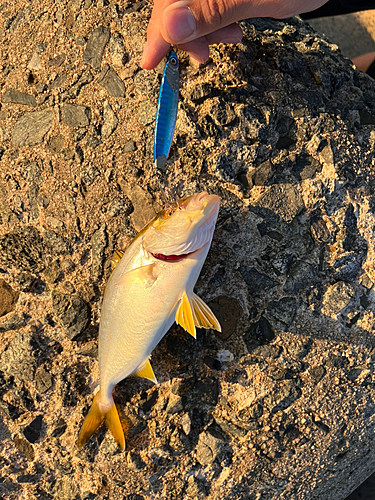 ツバスの釣果