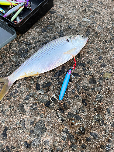 コノシロの釣果