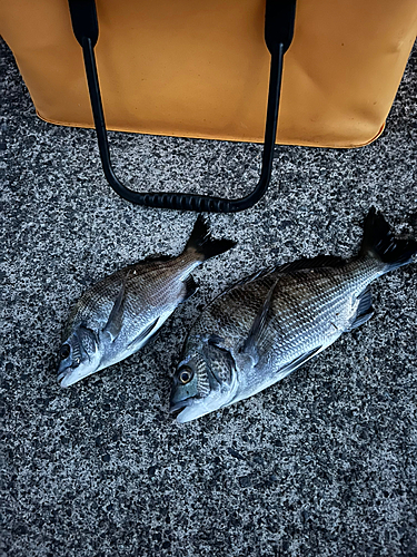 チヌの釣果