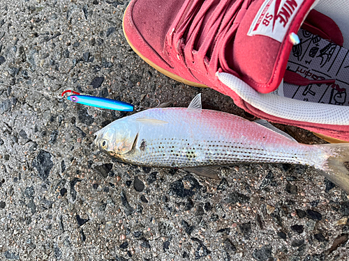 コノシロの釣果