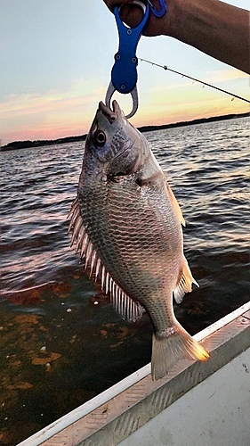 キビレの釣果