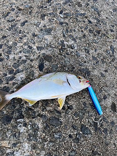 コノシロの釣果