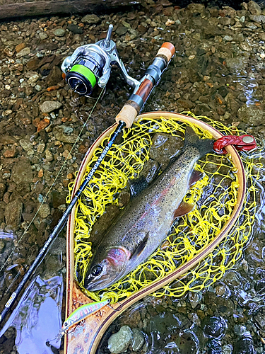 ニジマスの釣果