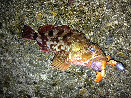 カサゴの釣果