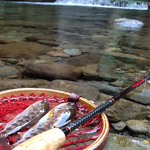 ヤマメの釣果