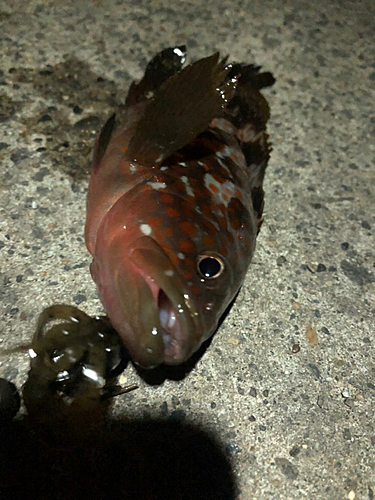 アコウの釣果