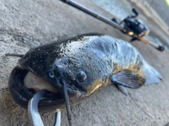 ナマズの釣果