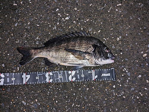 クロダイの釣果