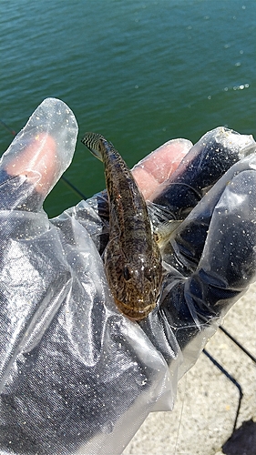 ハゼの釣果