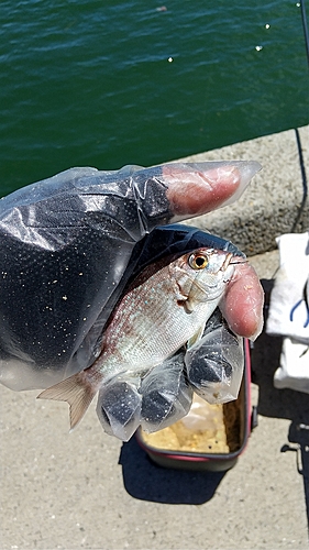 チャリコの釣果