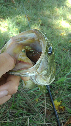 ブラックバスの釣果