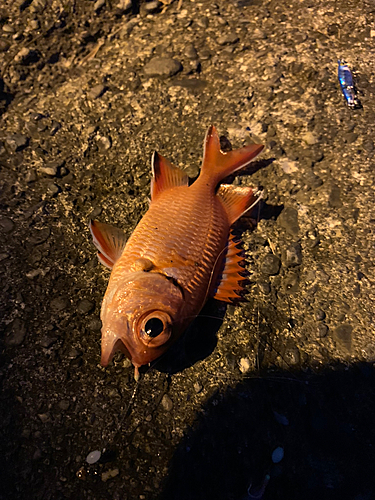 アカマツカサの釣果