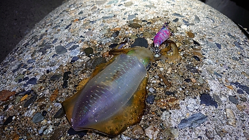 アオリイカの釣果