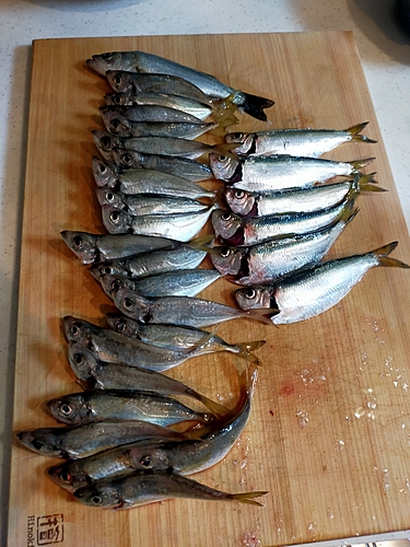 アジの釣果