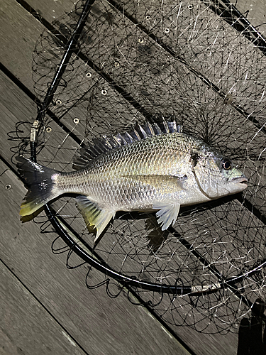 キビレの釣果