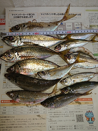 マアジの釣果