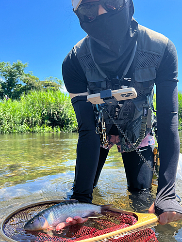 ハスの釣果