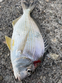 ヘダイの釣果