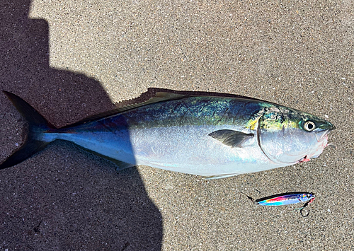 メジロの釣果