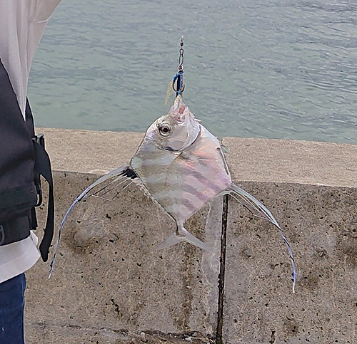 イトヒキアジの釣果