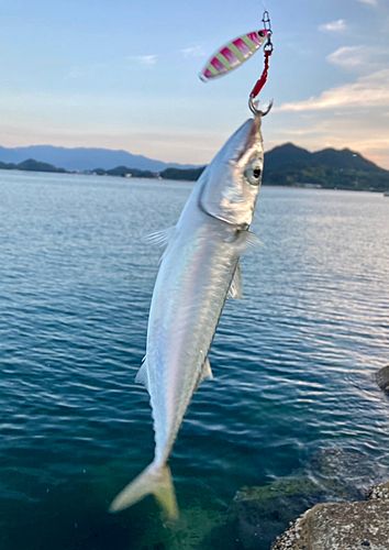 サバの釣果
