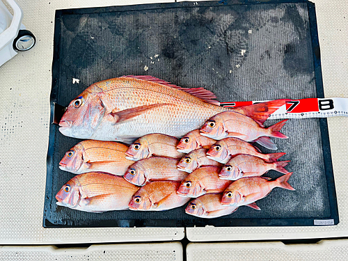 タイの釣果