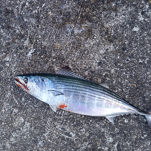 ハガツオの釣果