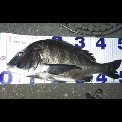 クロダイの釣果