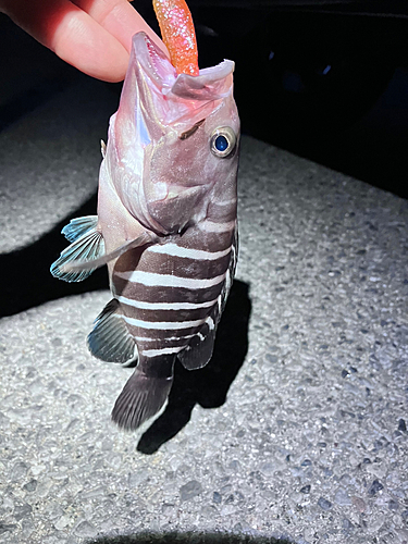 マハタの釣果