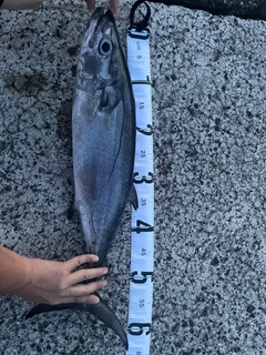 イソマグロの釣果