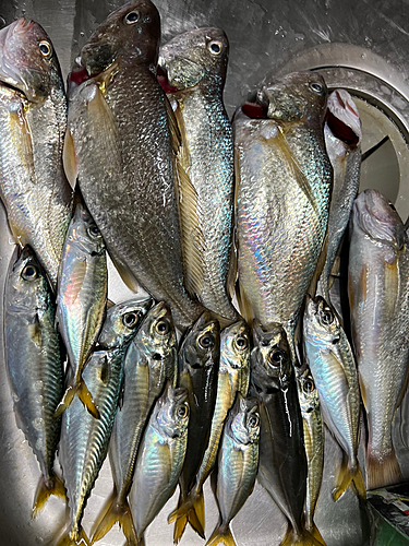 イシモチの釣果