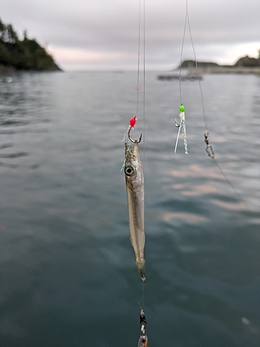 カマスの釣果