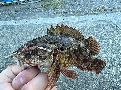 アラカブの釣果