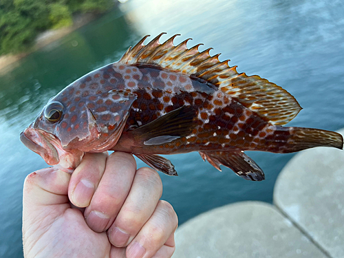 アコウの釣果