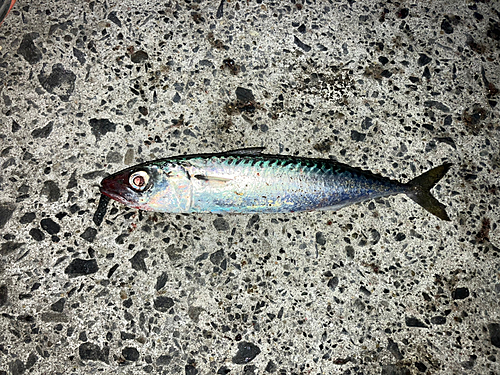 サバの釣果