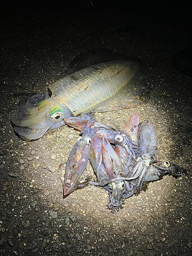 ケンサキイカの釣果