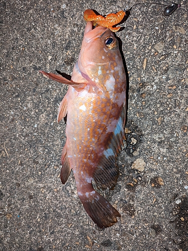 アコウの釣果