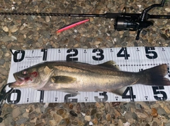 シーバスの釣果