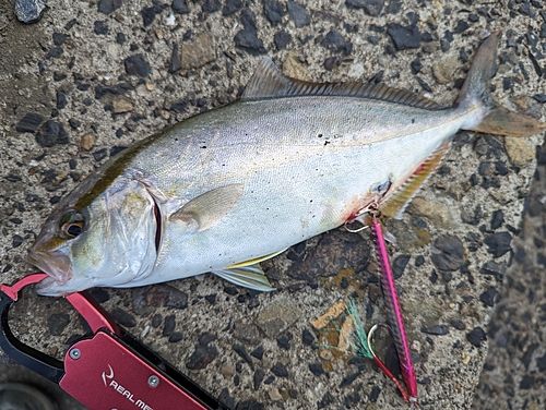 ネリゴの釣果