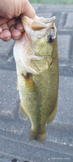 ブラックバスの釣果