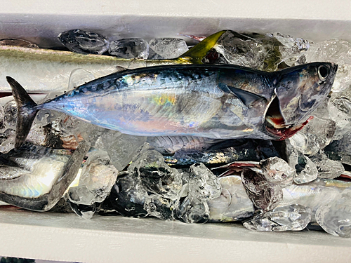 マルソウダの釣果