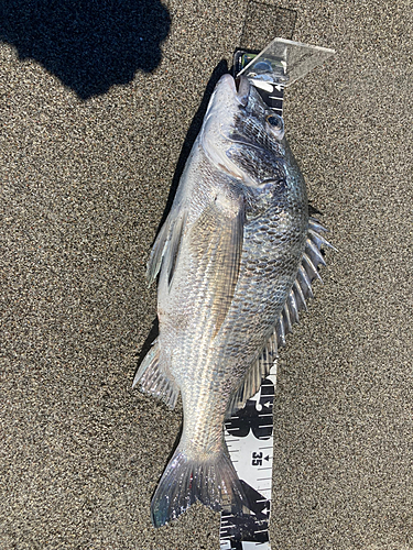 クロダイの釣果